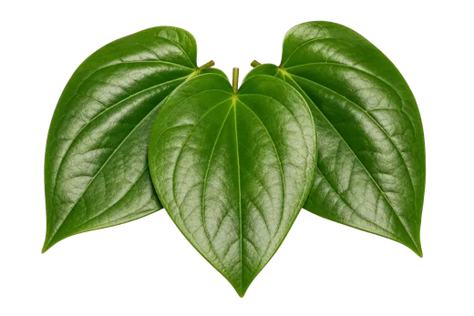 Betel leaves