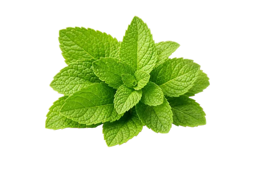 Fresh mint leaves