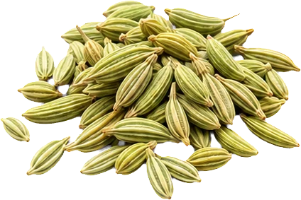 Fennel